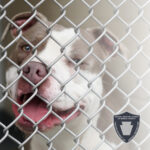 Beyond the Badge: What Animal Control Costs in a Lifesaving Community