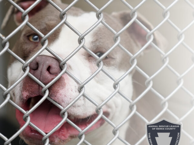 Beyond the Badge: What Animal Control Costs in a Lifesaving Community